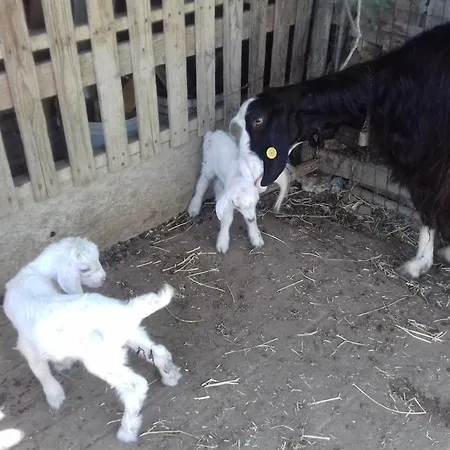 Casa Patti Alle Porte Di Siena